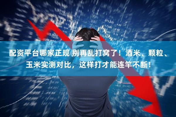 配资平台哪家正规 别再乱打窝了！酒米、颗粒、玉米实测对比，这样打才能连竿不断！